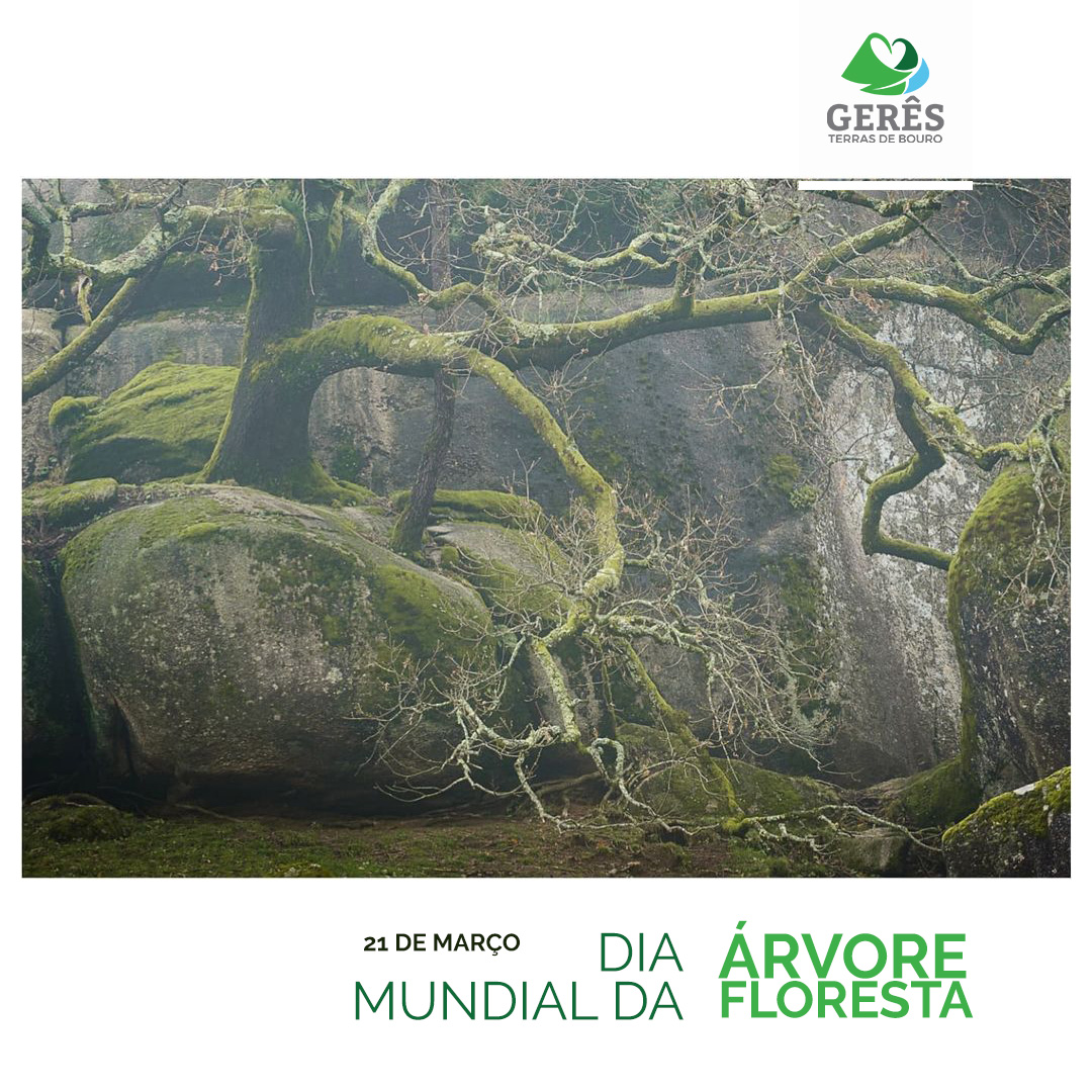 20220320 DiaMundial da ArvoreFloresta